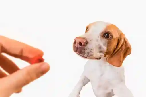 مكافحة البراغيث